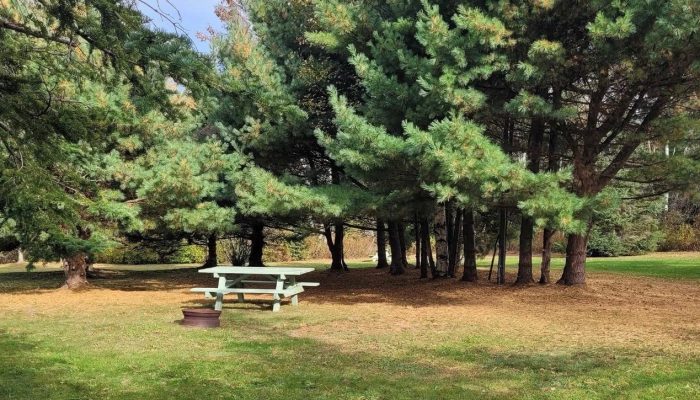 A light green picnic table and a fire ring sit on grass near a cluster of pine trees in a sunlit park.