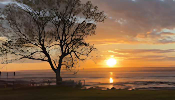 A tree silhouetted against a colorful sunrise sky, with the sun rising over calm water and grassy land in the foreground.